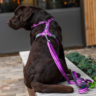 DOG Copenhagen Comfort Walk Air Harness